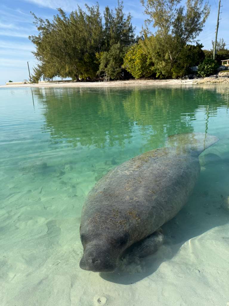 A Manatee