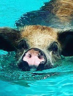 My Best Piggie